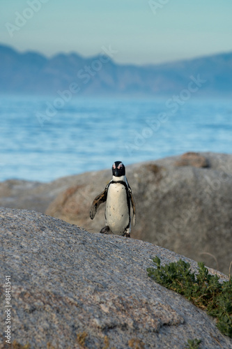 An African penguins on the beach