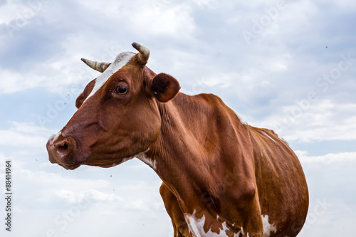 Portrait of a one cow. © Roman_23203