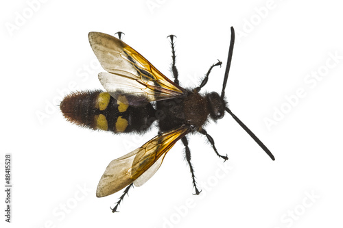 Scolia flavifrons (lat. Scoliidae), isolated on white background photo