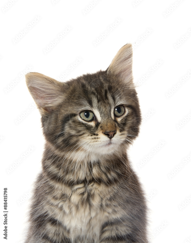 Cute tabby kitten on white background Cute tabby kitten on white background