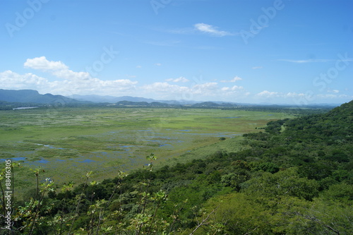 palo verde