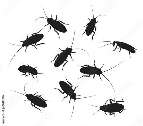 Set of black silhouette cockroach with detail, isolated on white © jiaking1
