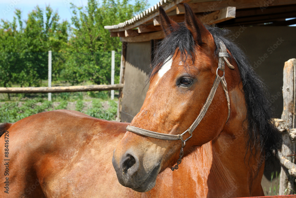 Fototapeta premium Horse