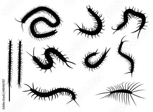 Slika na platnu Set of black silhouette centipede in flat icon style. isolated o