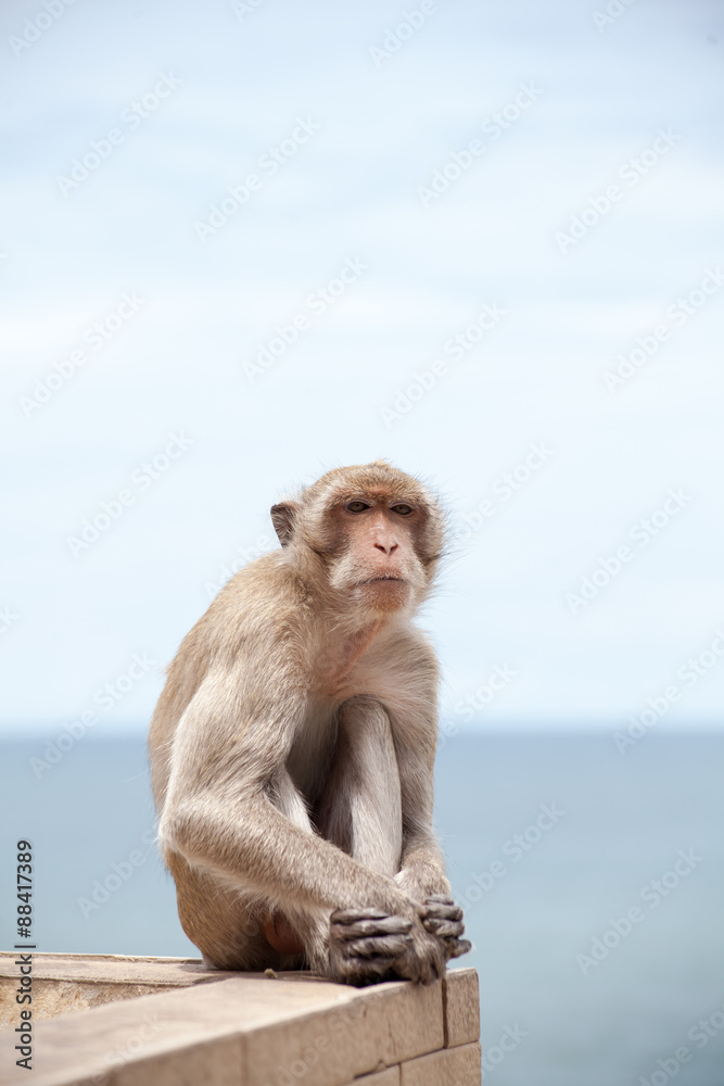 Naklejka premium Thai monkey and the sea