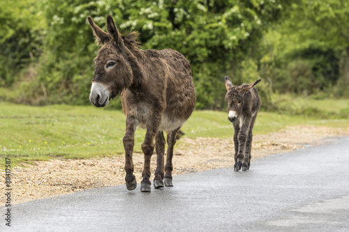 Fototapeta New Forest Donkeys, Hampshire, UK