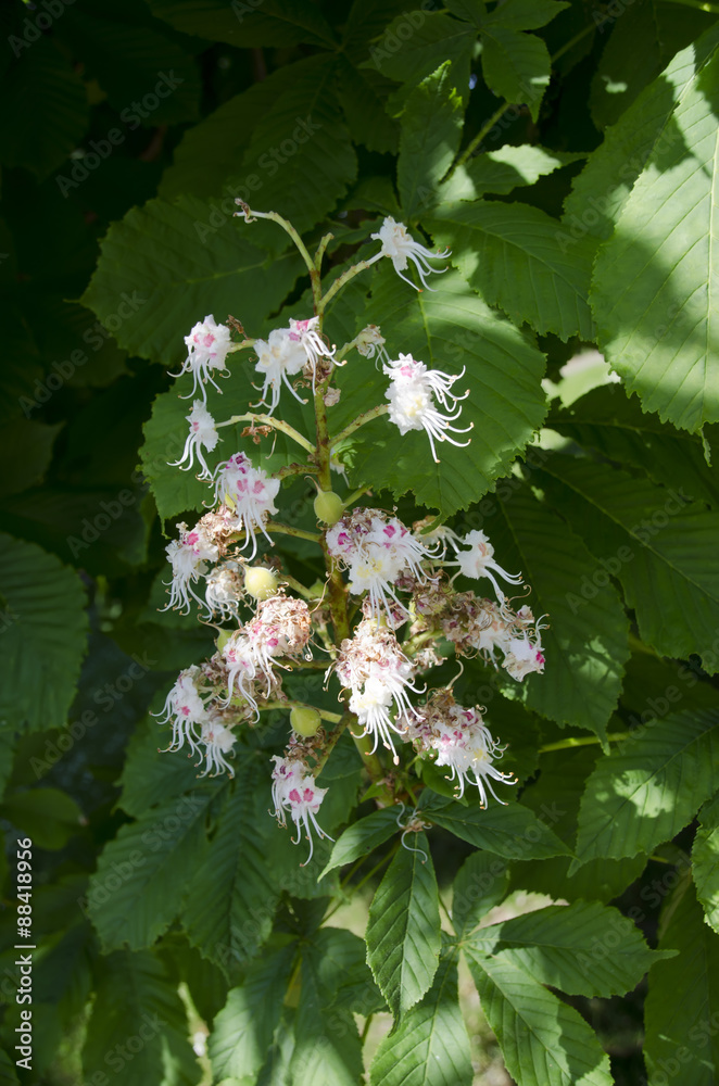 Chestnut flower in the afternoon sun Chestnut flower in the afternoon sun