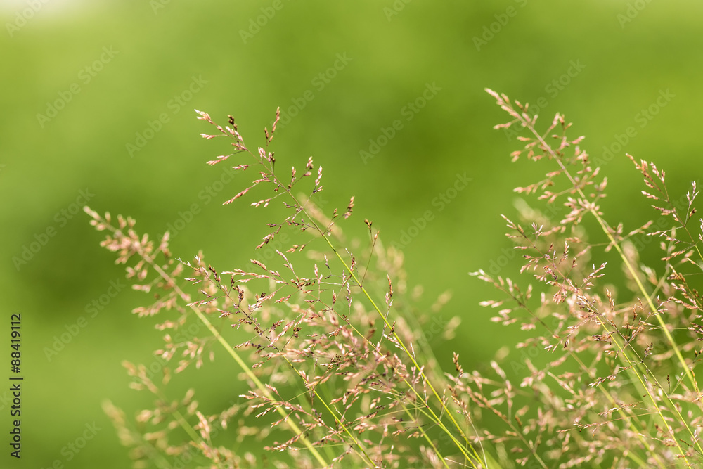 green summer green summer
