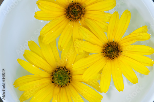 yellow daisies in a white cup of water 