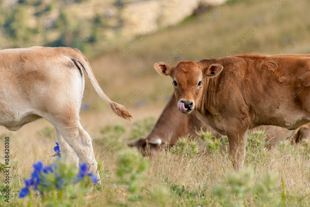 Brown Swiss Cow calf grazing in the Pyrenees with flies around mouth Brown Swiss Cow calf grazing in the Pyrenees with flies around mouth