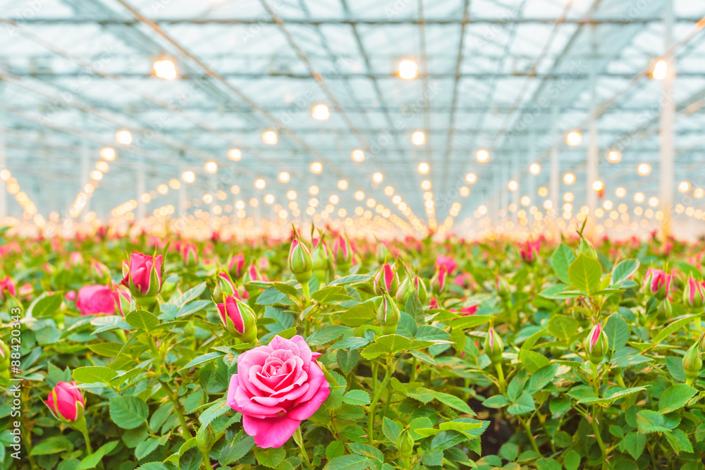 Fototapeta premium Różowe róże w holenderskiej szklarni