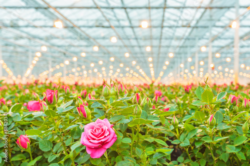 Pink roses in a Dutch greenhouse
