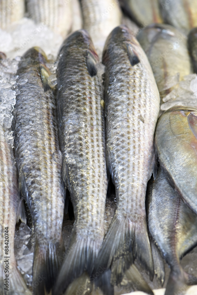 Mullet or grey mullet exposed in fish market Mullet or grey mullet exposed in fish market