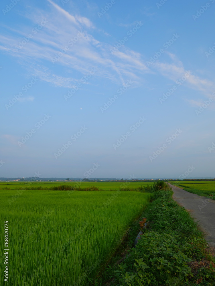 夏の田園風景と一本道 夏の田園風景と一本道