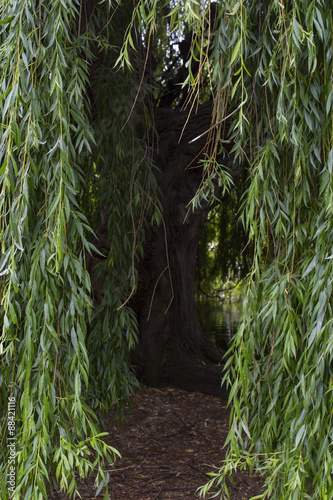 Entrata negli alberi 