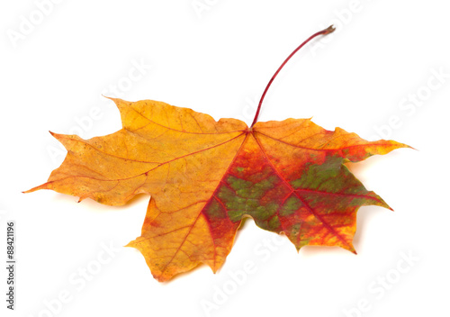 Multicolor autumn maple leaf