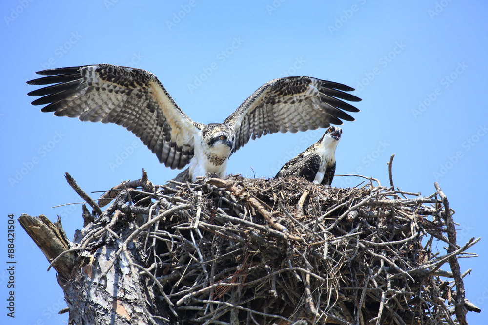 Naklejka premium Adolecent Osprey Test Their Wings in the Nest