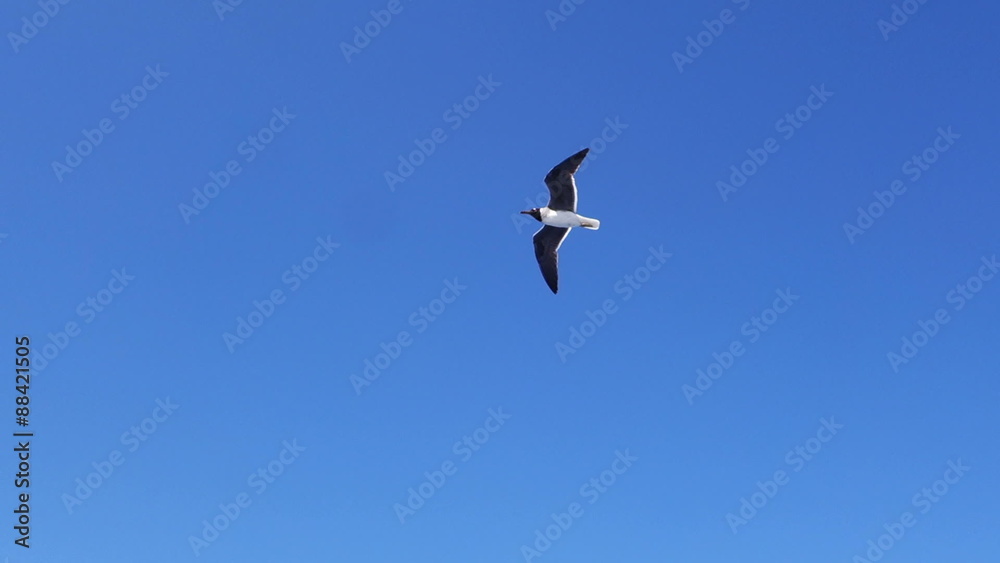 Seagull flying Seagull flying