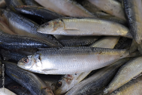 Sardines exposed in fish market