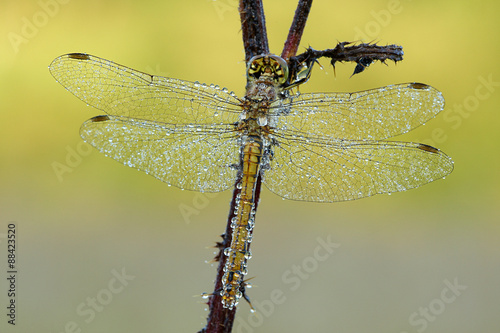 Wallpaper Mural Heidelibelle Torontodigital.ca