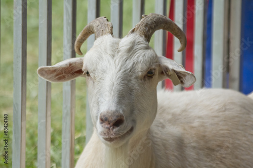 Horns Adult Goat