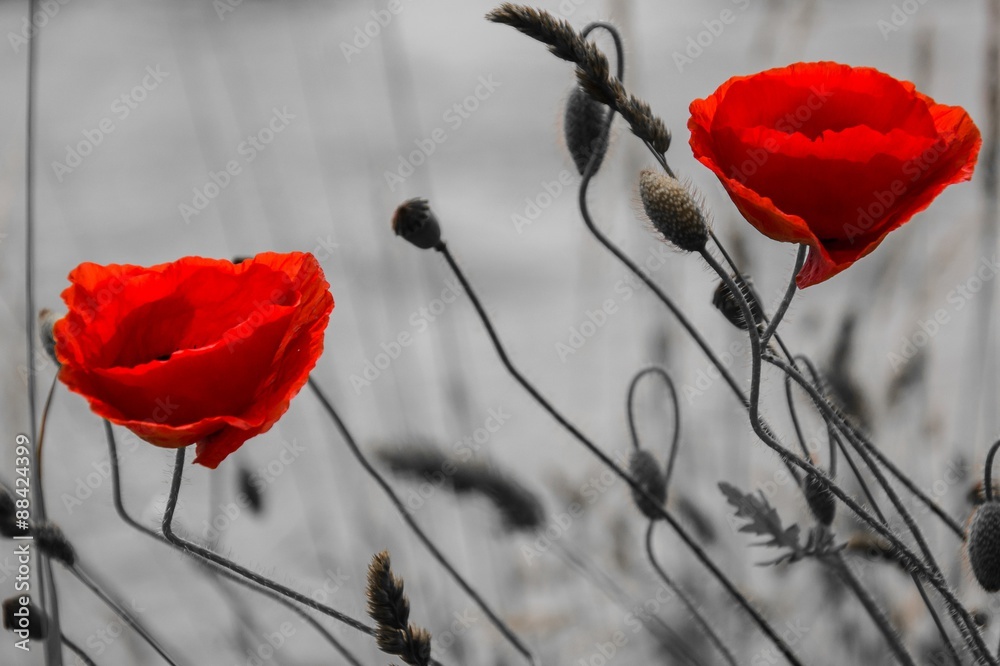 Obraz premium Two poppies at the Neckar river near Heidelberg