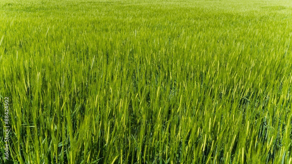 green fields in germany