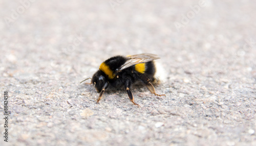 Bumblebee / Closeup of a bumblebee © PhotographyByMK