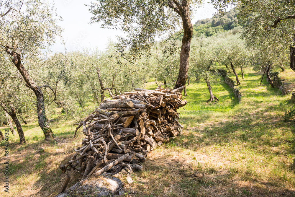 Fototapeta premium Olive Grove