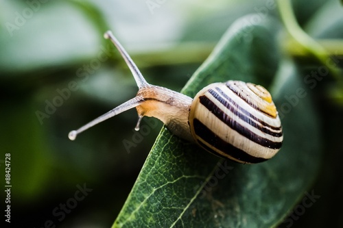 a snail on a leaf photo