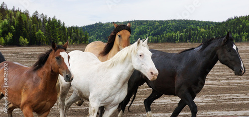 Fototapeta Naklejka Na Ścianę i Meble -  Beautiful horses galloping