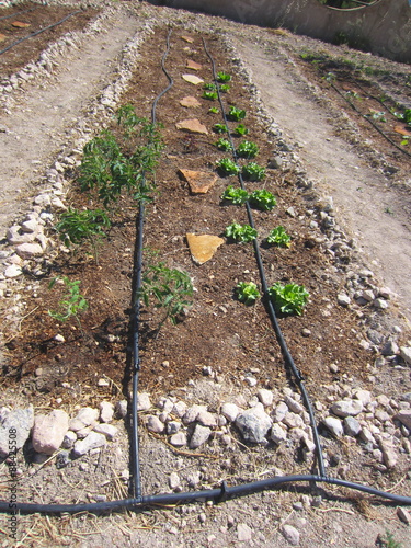 tomato and lettuce seedlings with drip irrigation