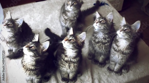 Gray cats moving heads in unison