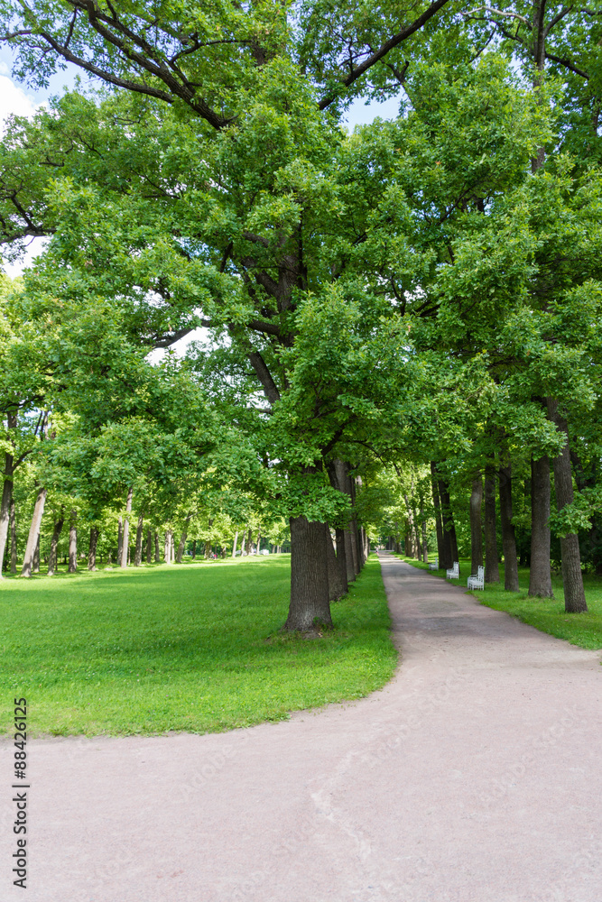 Obraz premium Lime and oak tree