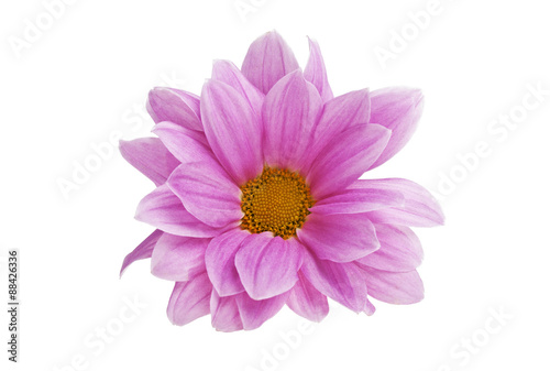 Pink chrysanthemum flower isolated on white background © domnitsky