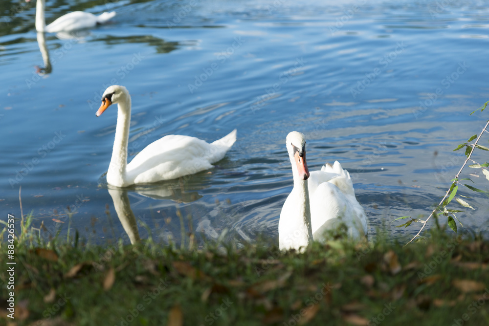 Obraz premium Cigni al parco che nuotano