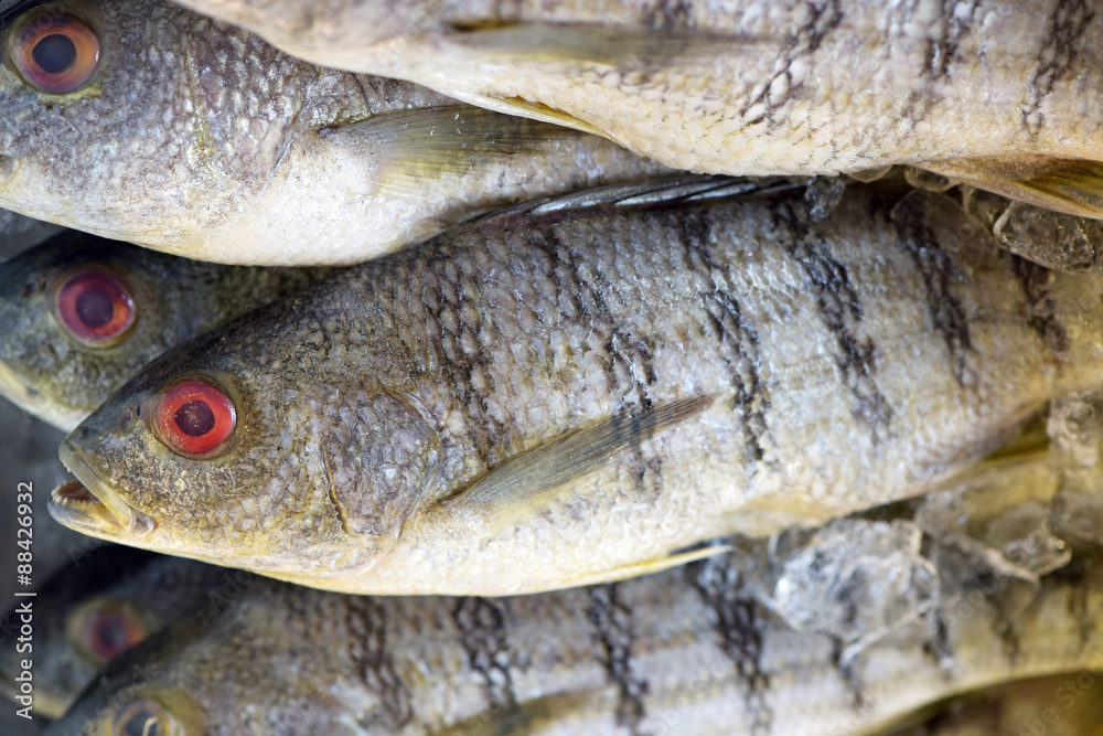 Fish exposed in fish market
