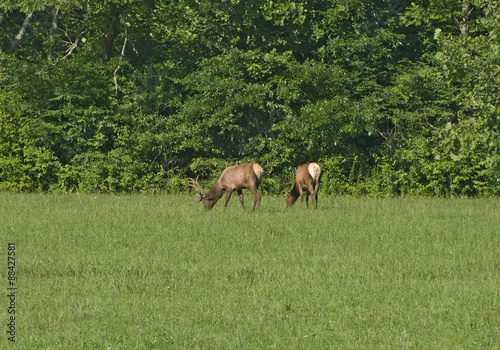 Elk Family (Bull and Cow)