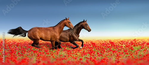 Two stallion run fast in poppy field against blue sky #88427953