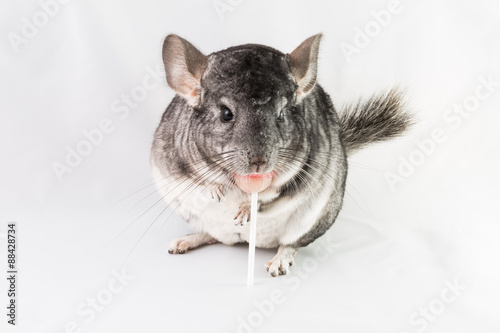 Chinchilla eating lollipop