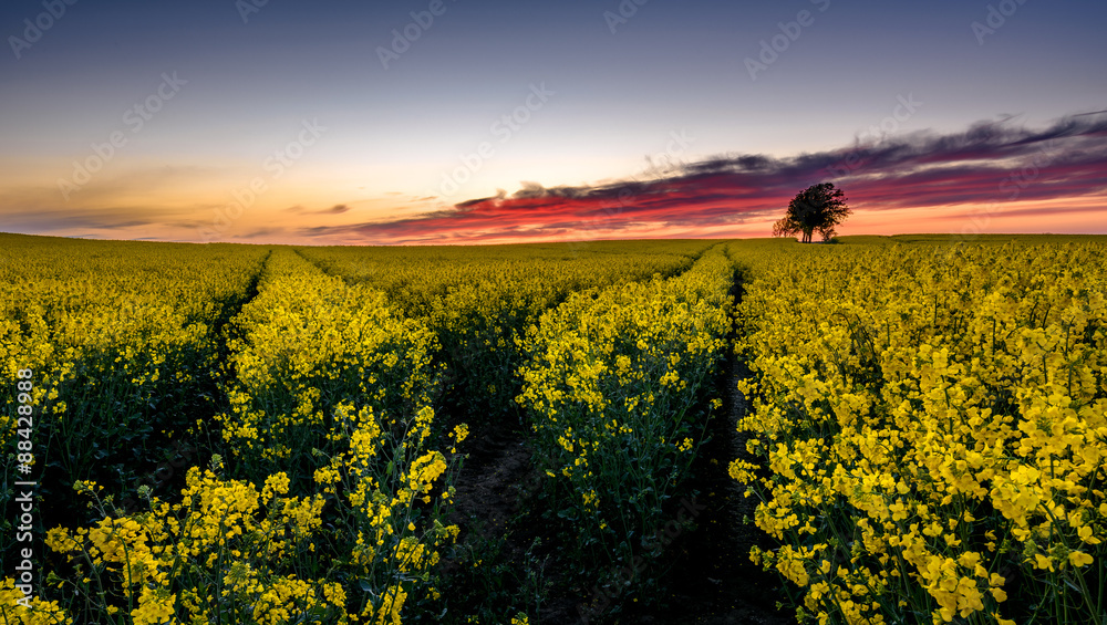 Sunset at a rape field