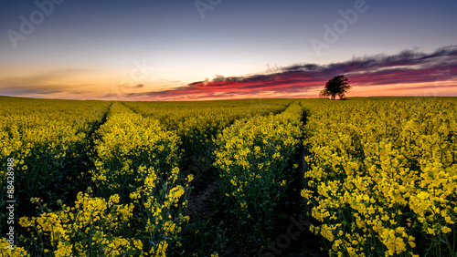 Sunset at a rape field