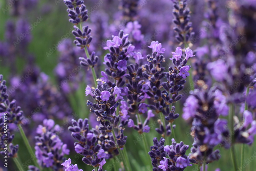 Lavender field Lavender field