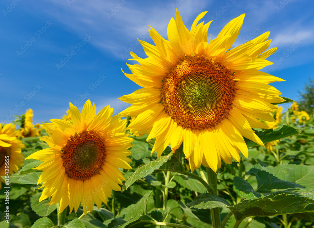 Sunflowers Sunflowers