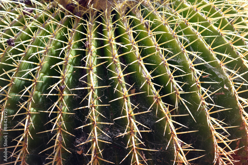 Cactus close-up shot in Tenerife, Canary Islands, Spain.Background. Cactus close-up shot in Tenerife, Canary Islands, Spain.Background.