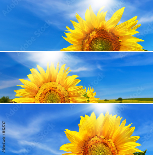 Fototapeta Naklejka Na Ścianę i Meble -  Set of sunflower backgrounds