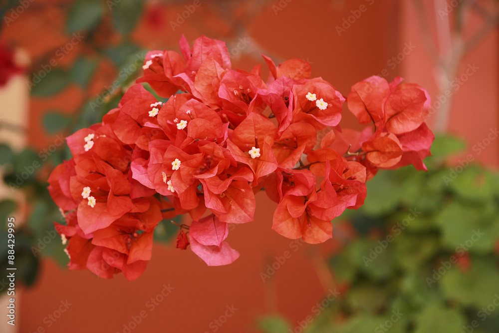 Bougainvillaea Flowers