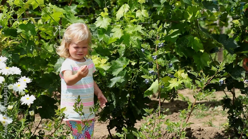 Lovely girl picking fresh blueberries in the garden Lovely girl picking fresh blueberries in the garden