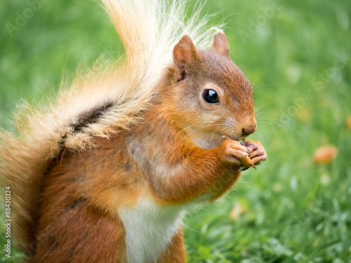 Red Squirrel, Lake District, UK © MarkLG1973