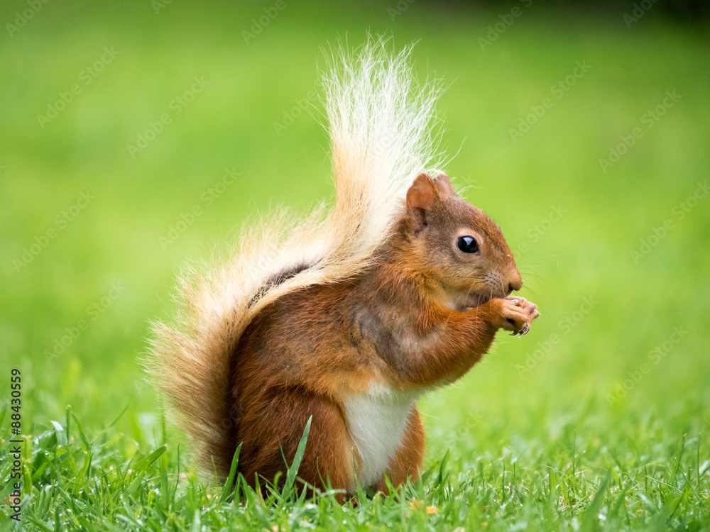 Red Squirrel, Lake District, UK Red Squirrel, Lake District, UK